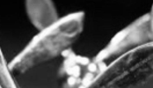 Inscrições 4º Prêmio Mix Literário (2022) Inscrições 4º Prêmio Mix Literário (2022)